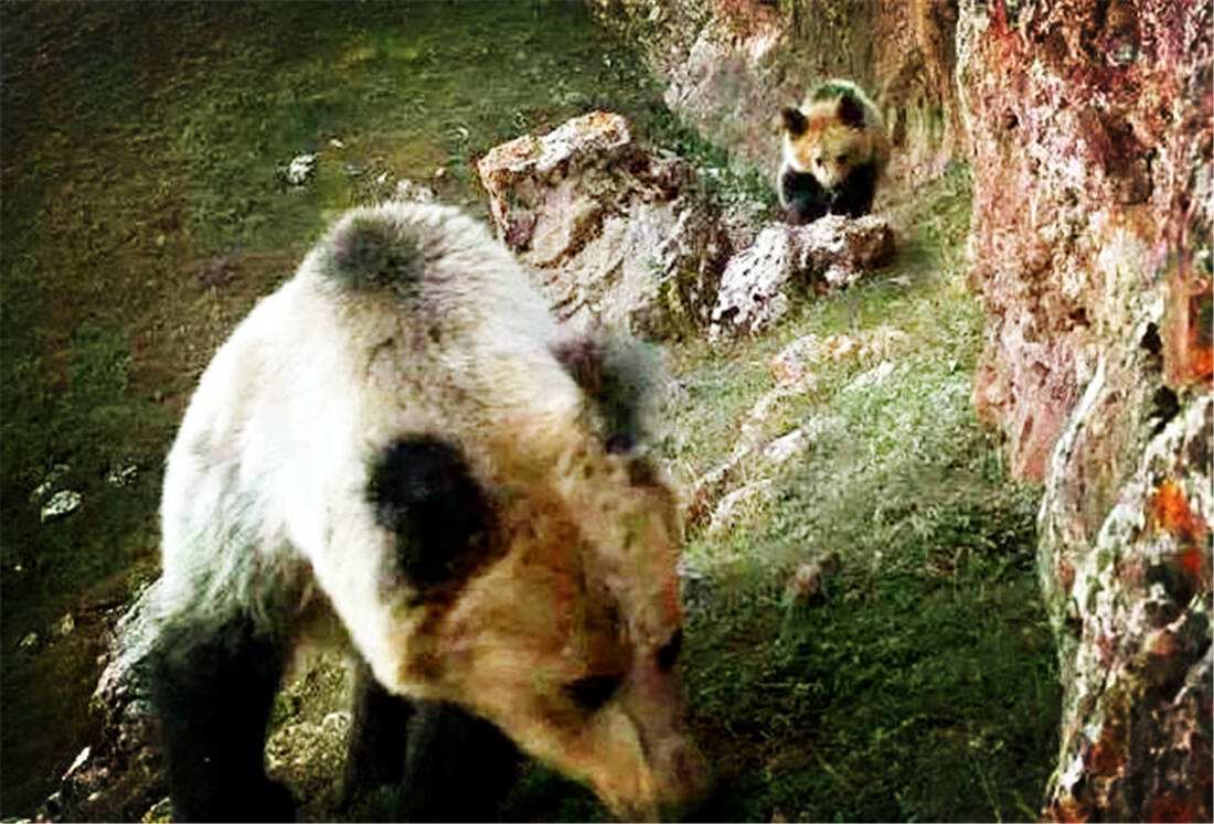 关于河套雪豹队鏖战岭东暴熊队，羽毛球大奖赛击败，替补奇兵立功。客场静默反击的信息